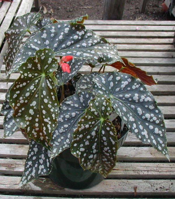 B. ‘Desiree’